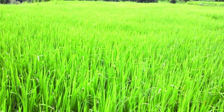 खालापूर तालुक्यात भातशेतीला बहर