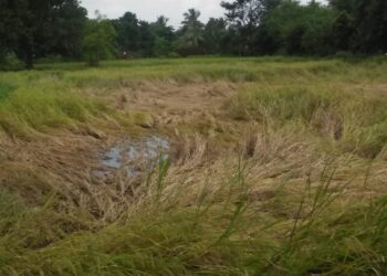 भातशेतीला ‘गुलाब’ चक्रीवादळाचा धोका