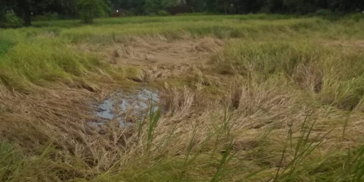 भातशेतीला ‘गुलाब’ चक्रीवादळाचा धोका