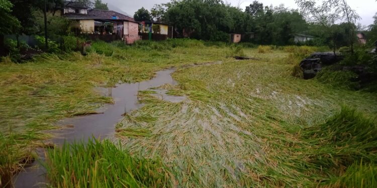 गुलाब चक्रीवादळाचा भातशेतीला फटका