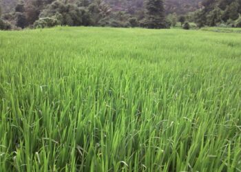 खालापूर तालुक्यात भातशेतीला बहर