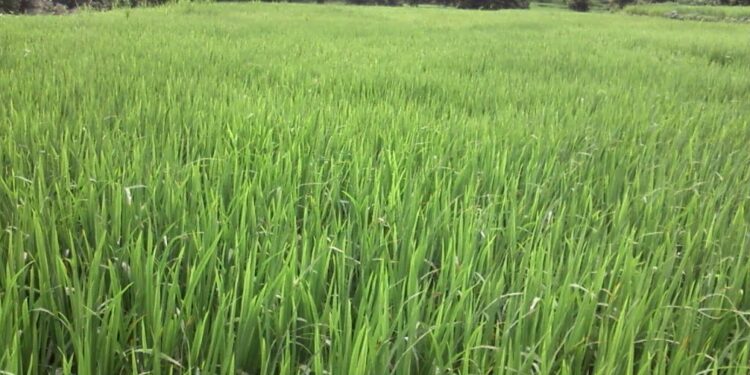 खालापूर तालुक्यात भातशेतीला बहर