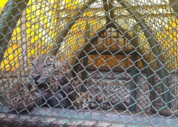 बिबट्याची सुटका करण्यात वनविभागाला यश