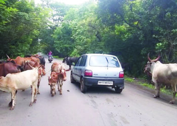 हमरस्त्यावर मोकाट गुरांचा सातत्याने रास्ता रोको