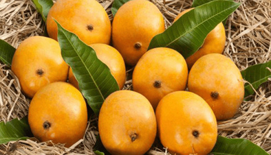 रत्नागिरीच्या हापूसची रशियात रवानगी