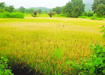 पडलेल्या भाताचे करायचे काय?