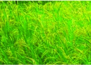 पनवेलच्या शेतात बासमती तांदूळ