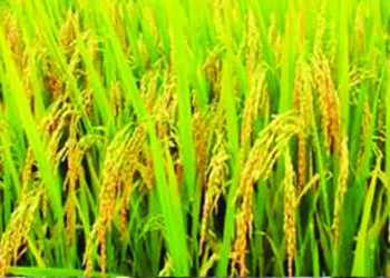 बळीराजाच्या शिवारात फुलला मोत्याचा दाणा