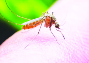 डेंग्यूने राज्यात 22 जणांचा मृत्यू