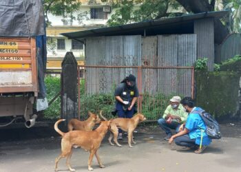 खोपोलीत भटक्या कुत्र्यांना रेबीज प्रतिबंधक लसीकरण