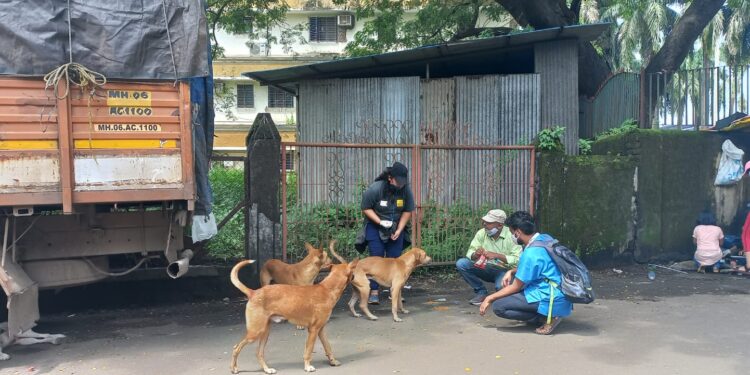 खोपोलीत भटक्या कुत्र्यांना रेबीज प्रतिबंधक लसीकरण