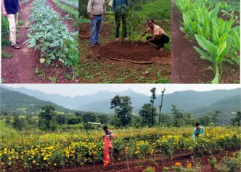 गोळेगणीतील तरुणाने केला बहुपिक पध्दतीचा यशस्वी प्रयोग