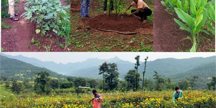 गोळेगणीतील तरुणाने केला बहुपिक पध्दतीचा यशस्वी प्रयोग