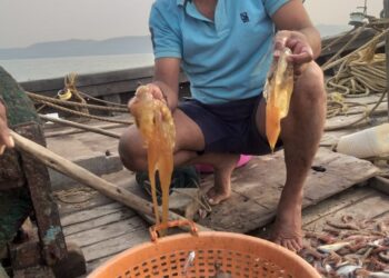 मुरुडमध्ये जेलिफिशचे प्रमाण घटले