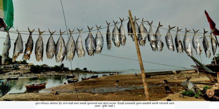 मुरुडमधील महिला मासळी सुकवण्यात मग्न