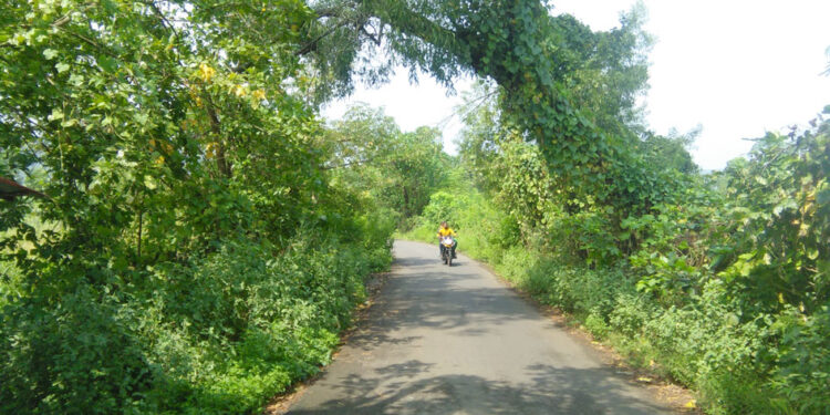 सुपेगांव रस्त्याला झाडाझुडपांचा विळखा