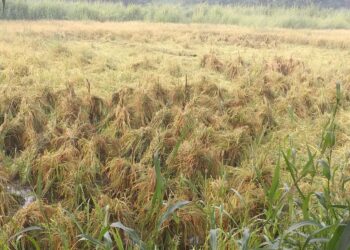 काठीच्या साहाय्याने भातशेती केली उभी