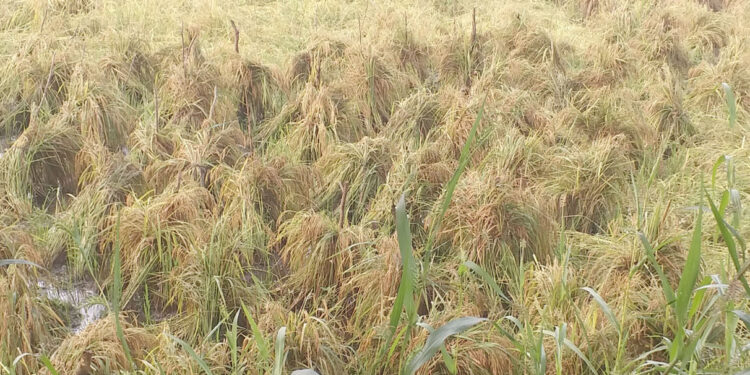 पिके वाचविण्यासाठी शेतकर्‍यांची शक्कल