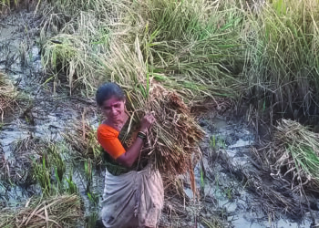 शिहू बेणसेतील शेतकरी रडकुंडीला