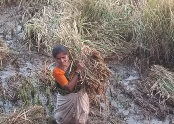 शिहू बेणसेतील शेतकरी रडकुंडीला