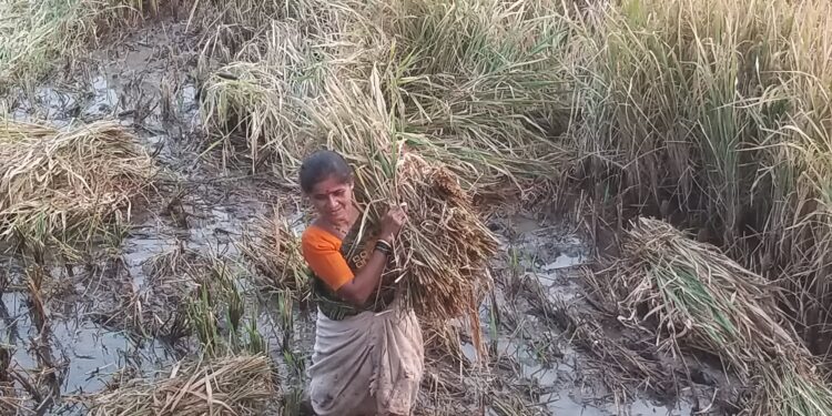 शिहू बेणसेतील शेतकरी रडकुंडीला