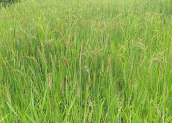 दसर्‍याला भात कापणीसाठी शेतकरी सज्ज