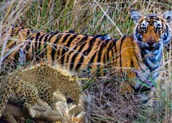 वन्यजीव सप्ताहाचे मुख्यमंत्र्यांच्या हस्ते उद्घाटन