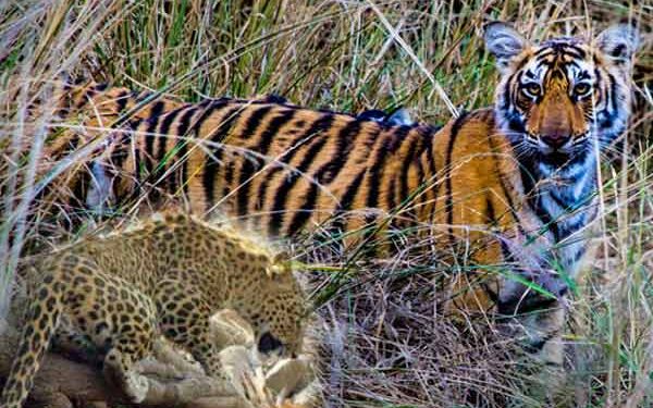 वन्यजीव सप्ताहाचे मुख्यमंत्र्यांच्या हस्ते उद्घाटन