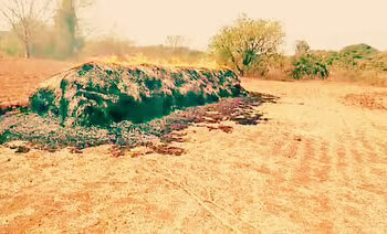 नेहुलीत भात पिकाला आग