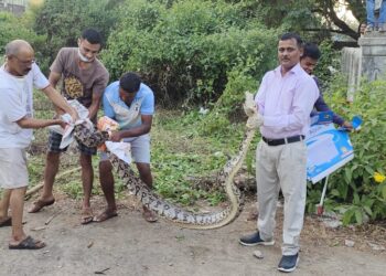 सर्पमित्रांनी पकडला बारा फुटांचा अजगर