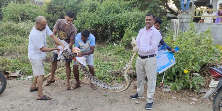 सर्पमित्रांनी पकडला बारा फुटांचा अजगर