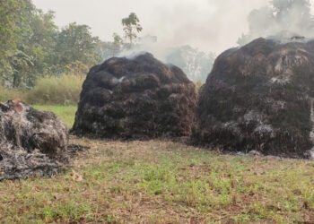 भाताच्या उडव्यांना आग