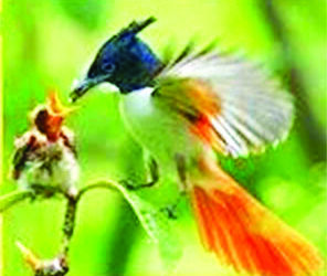 फणसाड अभयारण्यात नवे पाहुणे दाखल