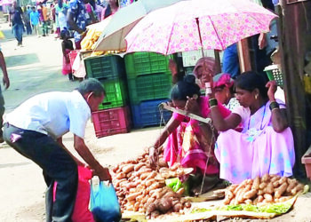 सुधागडात कंदमुळांचे भरघोस उत्पादन