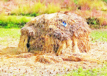 जनावरांच्या वैरणीचा प्रश्‍न ऐरणीवर