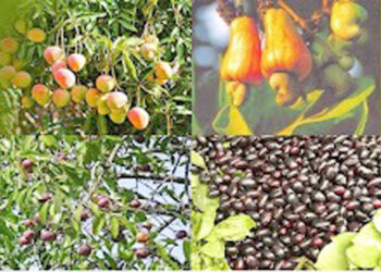 फळ बागायतदारांवर अस्मानीचे संकट