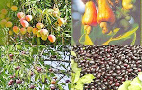 फळ बागायतदारांवर अस्मानीचे संकट