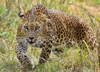 ग्रामपरिसरात बिबट्याचा धुमाकुळ