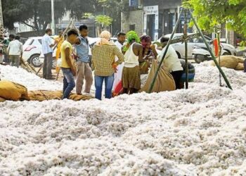 खुल्या बाजारात कापूस वधारला