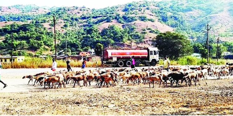 घाटावरील मेंढपाळाचे कोकणाकडे कूच