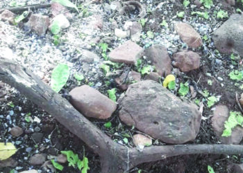 शिकारीसाठी आणलेल्या गावठी हातबॉम्बचा स्फोट