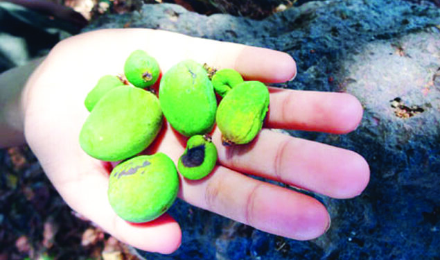 शेतकरी पीक विम्यापासून वंचित