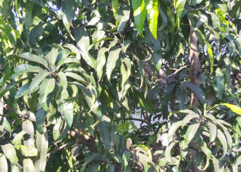 अवकाळीचा आंबा, वीट व्यवसायाला फटका