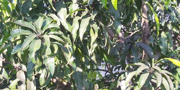 अवकाळीचा आंबा, वीट व्यवसायाला फटका