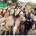 चार्‍याच्या शोधात मेंढपाळांची भटकंती