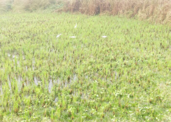 अवकाळी पावसामुळे कडधान्य पिकाला धोक्याची घंटा