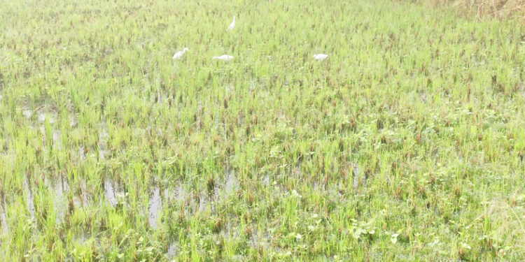 अवकाळी पावसामुळे कडधान्य पिकाला धोक्याची घंटा