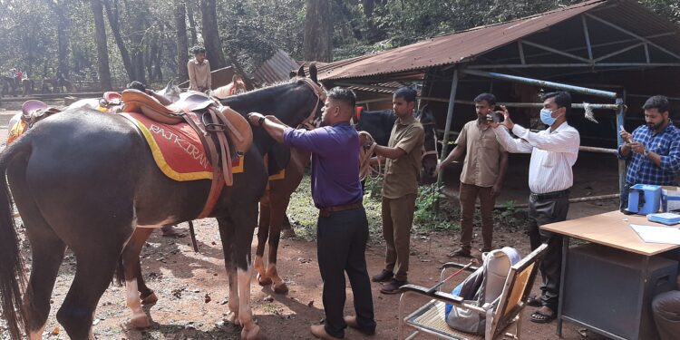 माथेरानमध्ये घोड्याचे आरोग्य शिबीर