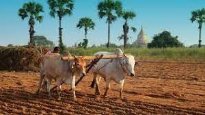 कृषिप्रधान देशात बळीराजाची अवस्था बिकट