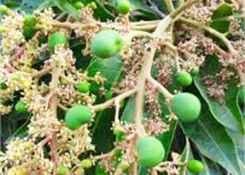 निसर्गापुढे कोकणातील आंबा बागायतदार हतबल